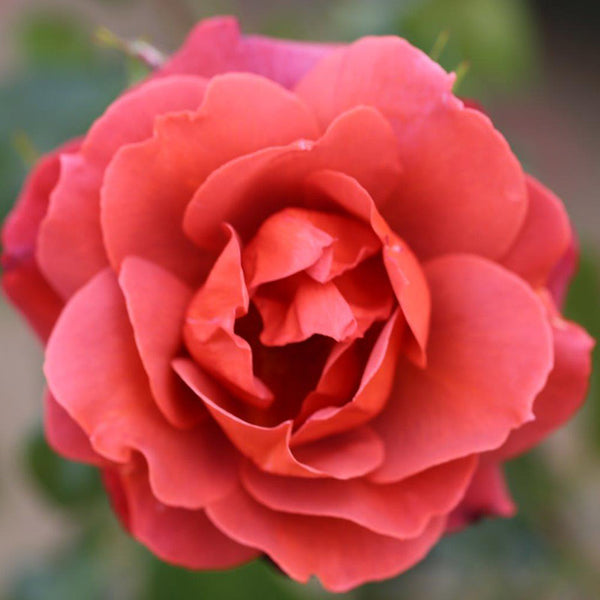 Whartons Roses ‘Hot Chocolate’ Shrub Rose (3-Litre Pot) image 0
