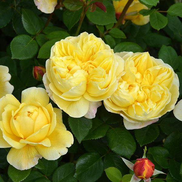 David Austin Charles Darwin® English Shrub Rose (6-Litre Pot) image 4
