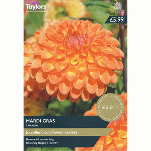 Dahlia ‘Mardi Gras’ with Vibrant Orange Flowers (2 Tubers) image 0