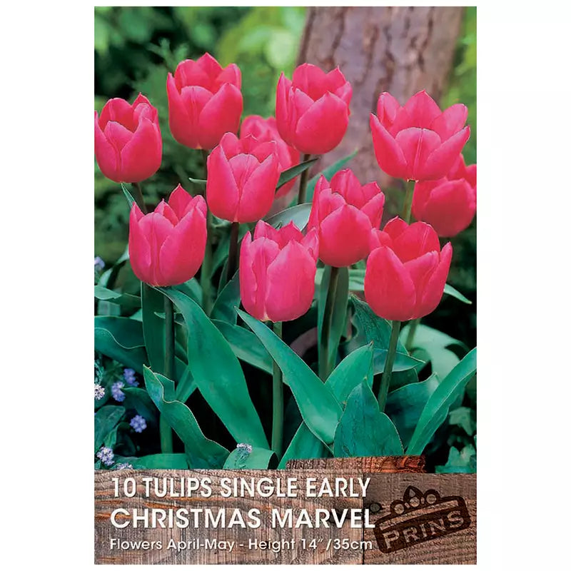 Tulip 'Christmas Marvel' (10 bulbs) image 0