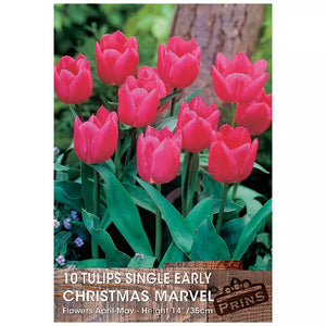 Tulip 'Christmas Marvel' (10 bulbs) image 0