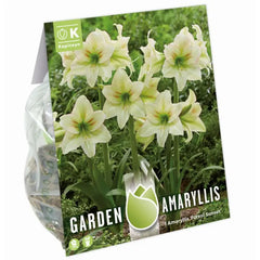 Amaryllis 'Forest Sunset' (1 bulb) image 0