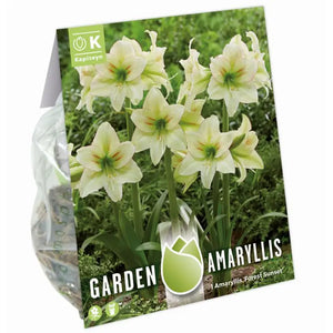 Amaryllis 'Forest Sunset' (1 bulb) image 0