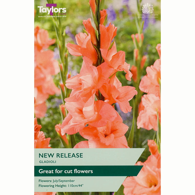 Gladioli ‘New Release’ with Salmon-Pink Flowers (10 Bulbs) image 0