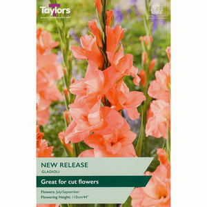 Gladioli ‘New Release’ with Salmon-Pink Flowers (10 Bulbs) image 0