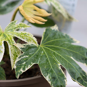 Fatsia ‘Spider's Web’ Japanese aralia (3-Litre Pot) image 1