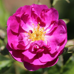 Whartons Roses ‘Purple Skyliner’ Patio Rambling Rose (4-Litre Pot) image 0