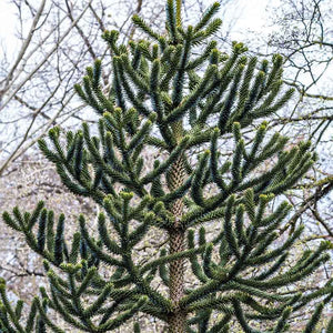 Araucaria araucana 'Monkey Puzzle Tree' (3-Litre Pot) image 0