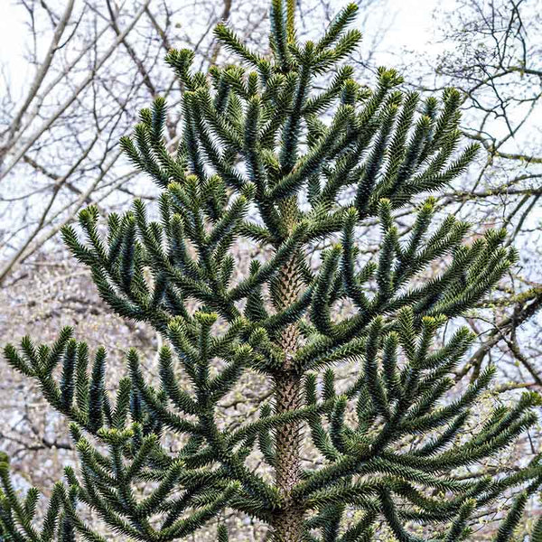 Araucaria araucana 'Monkey Puzzle Tree' (3-Litre Pot) image 0