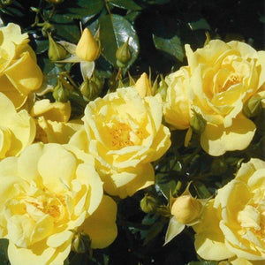 Whartons Roses ‘Flower Carpet Gold’ Ground Cover Rose (3-Litre Pot) image 0