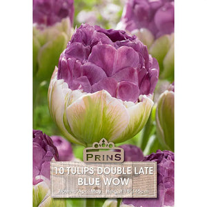 Tulip 'Blue Wow' (10 bulbs) image 0