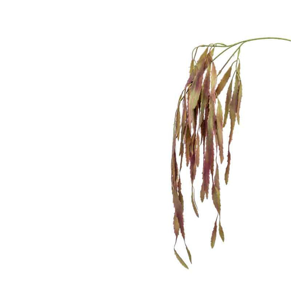 Burgundy Rhipsalis Spray (80cm) image 0
