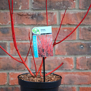 Cornus alba 'Sibirica' (3 litre pot) image 0