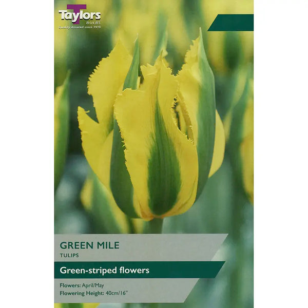 Tulip 'Green Mile' (5 bulbs) image 0
