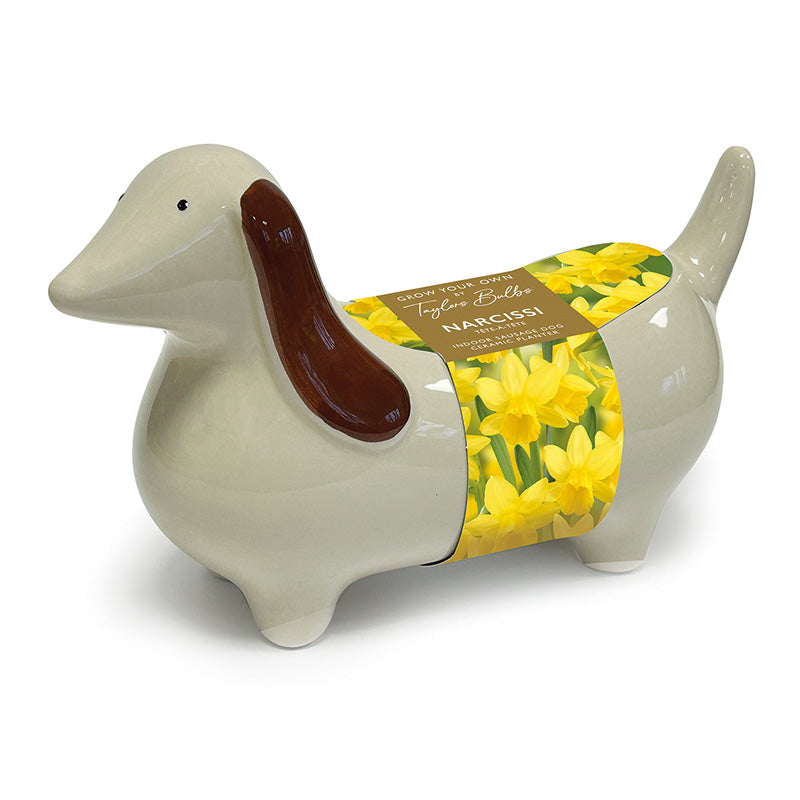 Sausage Dog Indoor Planter with Narcissus ‘Tête-à-tête’ (3 bulbs) image 0