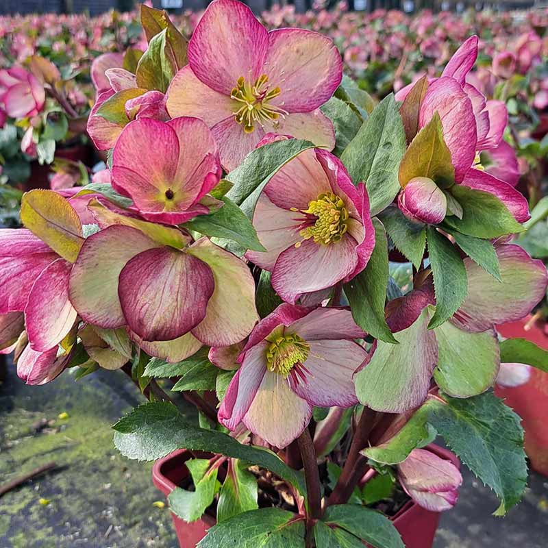 Helleborus HGC® Ice N’ Roses® 'Rosado' (4.5-Litre Pot) image 0