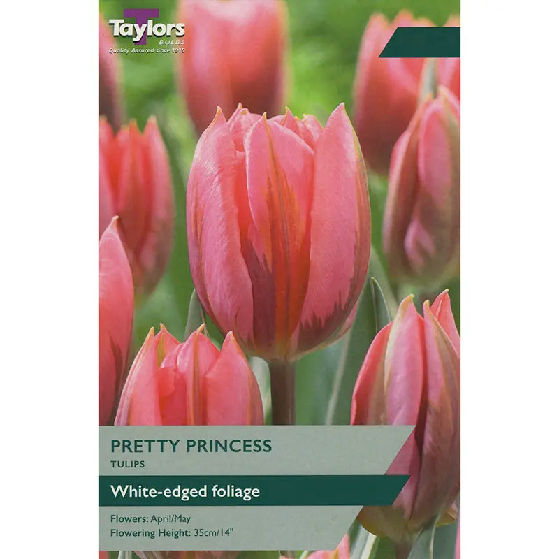 Tulip 'Pretty Princess' (5 bulbs) image 0