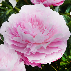 Peony 'Susie Q' image 0