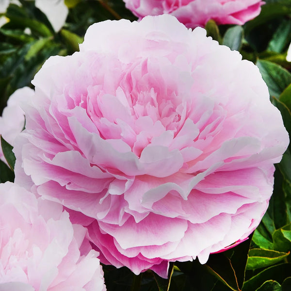 Peony 'Susie Q' image 0