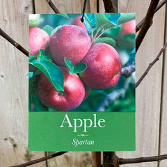 'Spartan' Apple Tree (12 Litre Pot) image 0