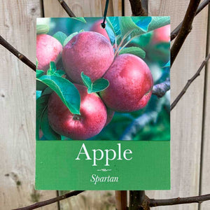 'Spartan' Apple Tree (12 Litre Pot) image 0