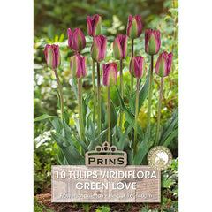 Tulip 'Green Love' (10 bulbs) image 0