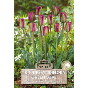 Tulip 'Green Love' (10 bulbs) image 0