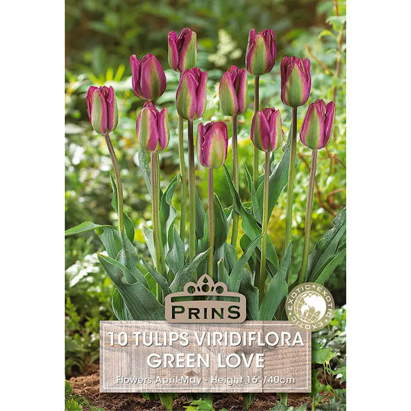 Tulip 'Green Love' (10 bulbs) image 0
