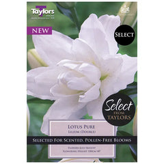 Lilium 'Lotus Pure' (3 bulbs) image 0