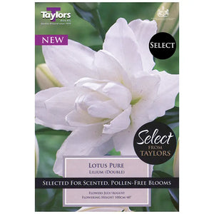 Lilium 'Lotus Pure' (3 bulbs) image 0