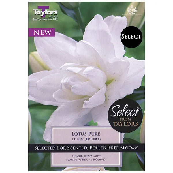 Lilium 'Lotus Pure' (3 bulbs) image 0