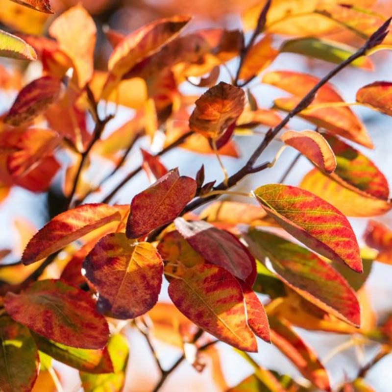 Amelanchier canadensis ‘October Flame’ (Red Serviceberry Tree) (12-Litre Pot) image 0