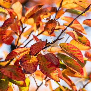 Amelanchier canadensis ‘October Flame’ (Red Serviceberry Tree) (12-Litre Pot) image 0