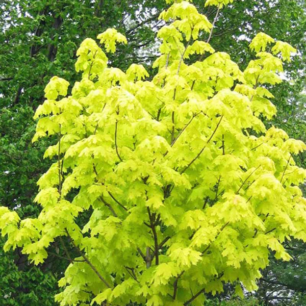 Acer Platanoides ‘Princeton Gold’ Tree (Norway Maple) (12-Litre Pot) image 0