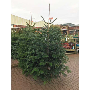 Nordmann Fir Standard Cut Real Christmas Tree image 2