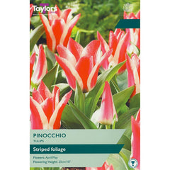 Tulip ‘Pinocchio’ (8 Bulbs) image 0