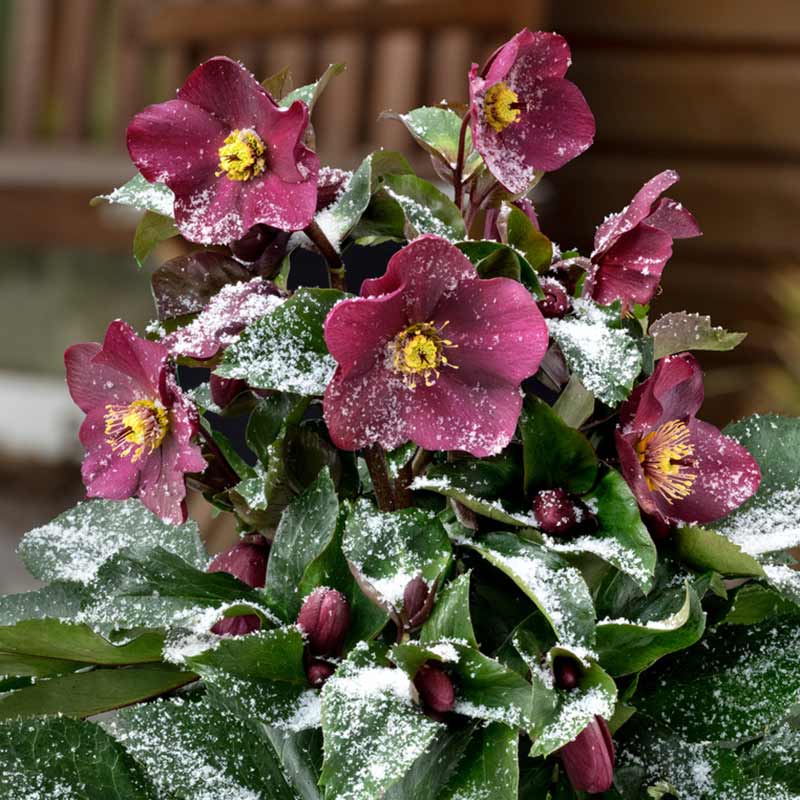 Helleborus HGC® ‘Ice N’ Roses Early Red’ Snow Rose (4.5-Litre Pot) image 0