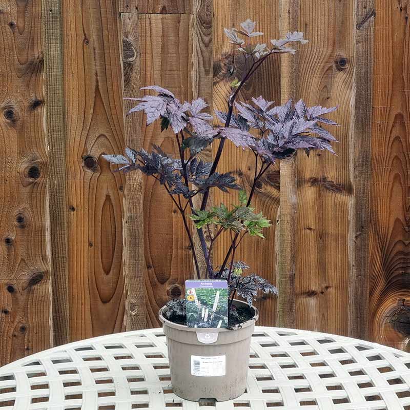 Actaea ‘Chocoholic’ (3-Litre Pot) image 0