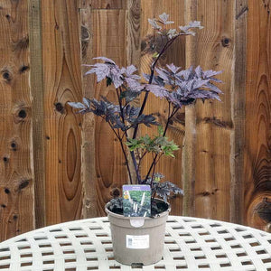 Actaea ‘Chocoholic’ (3-Litre Pot) image 1