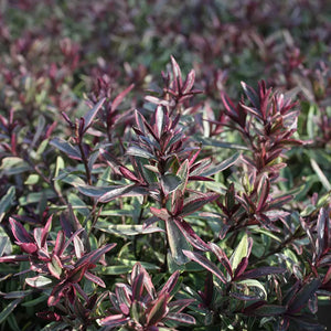 Hebe 'Purple Shamrock' image 0
