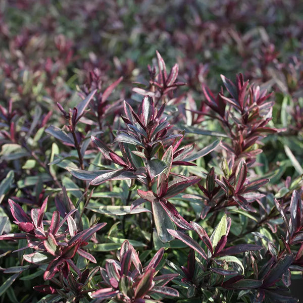 Hebe 'Purple Shamrock' image 0