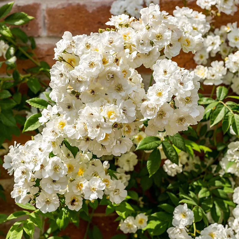 David Austin Rambling Rector® Rambling Rose (6-Litre Pot) image 0