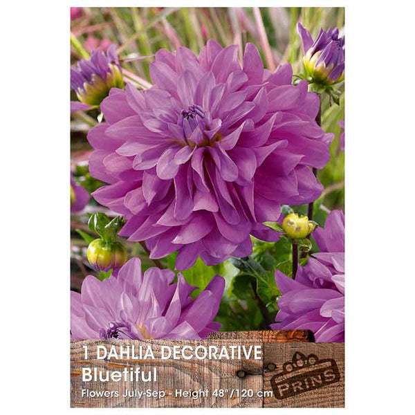 Dahlia Decorative 'Bluetiful' (1 tuber) image 0