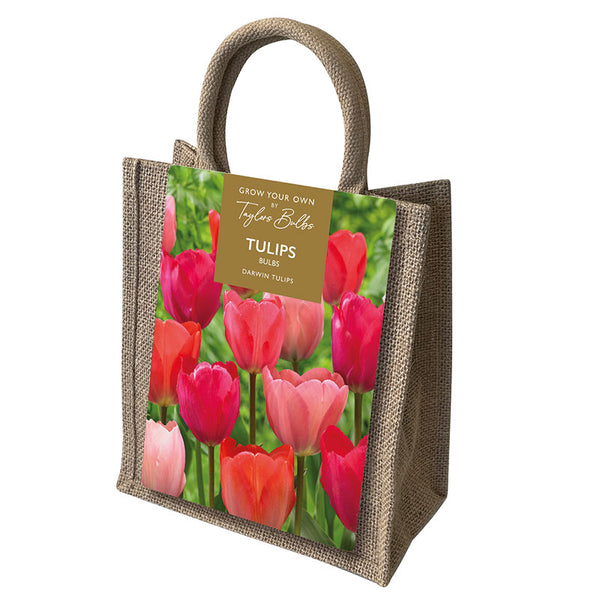 Darwin Tulip Jute Gift Bag (20 Bulbs) image 0