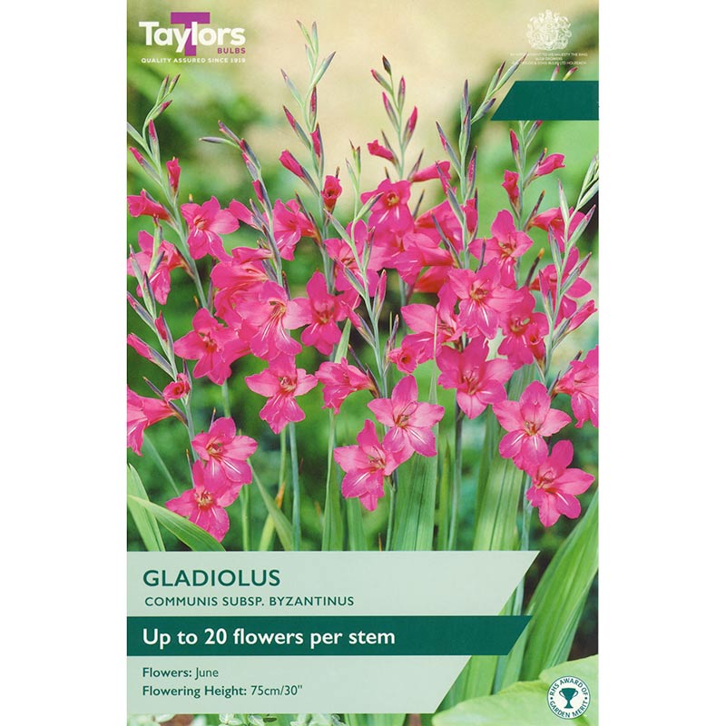 Gladiolus communis subsp. byzantinus (10 Bulbs) image 0