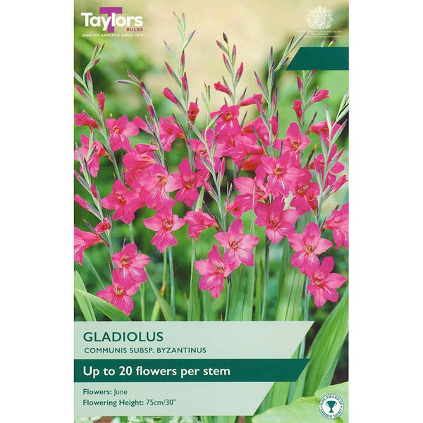 Gladiolus communis subsp. byzantinus (10 Bulbs) image 0