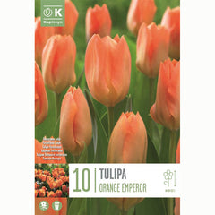 Tulip ‘Orange Emperor’ (10 Bulbs) image 0