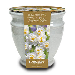 Ceramic Crackle Urn with Narcissus ‘Bridal Crown’ (3 Bulbs) image 0