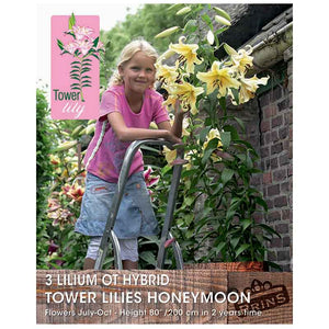 Lilium 'OT-Hybrid Tower Lilies Honeymoon' Bulbs image 0