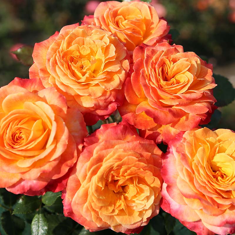 Whartons Roses ‘Meteor’ Shrub Rose (3-Litre Pot) image 0